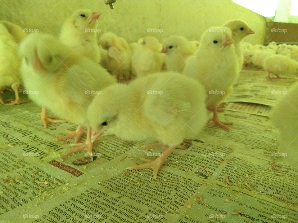 chicks