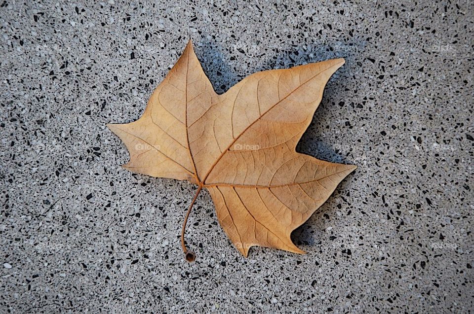 Leaf