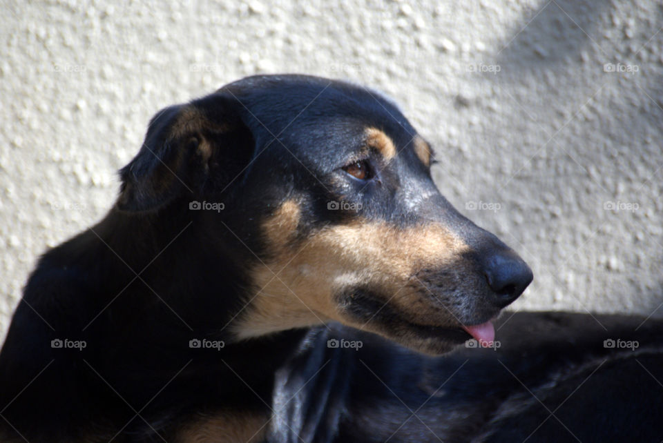 The little tongue protruding, signifying cuteness, and mischievousness. Always gets them what they want.