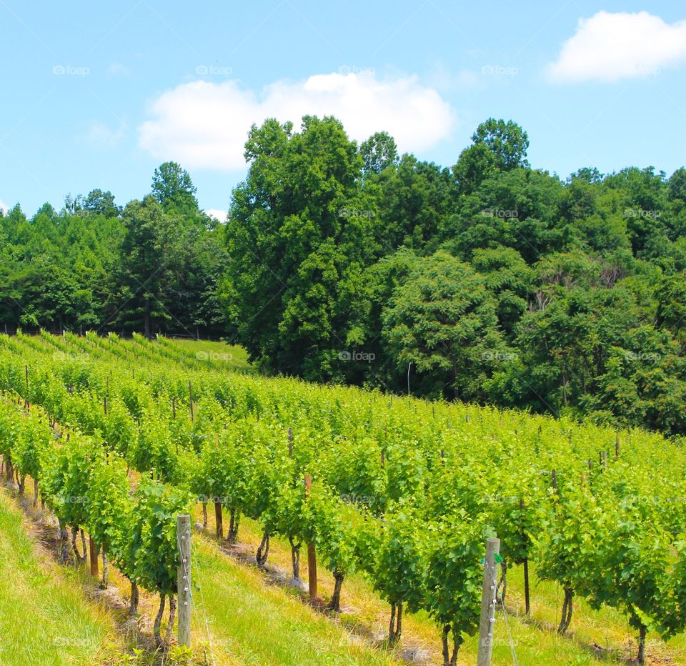 Vineyard and Sky