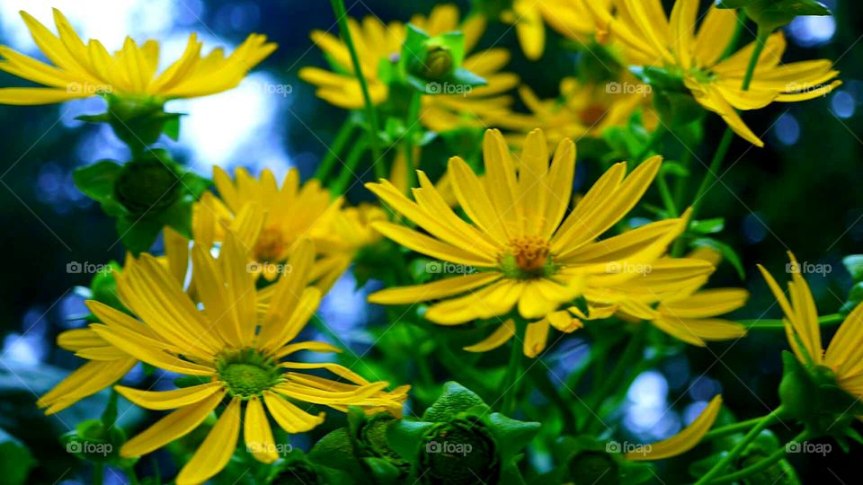 yellow flowers.