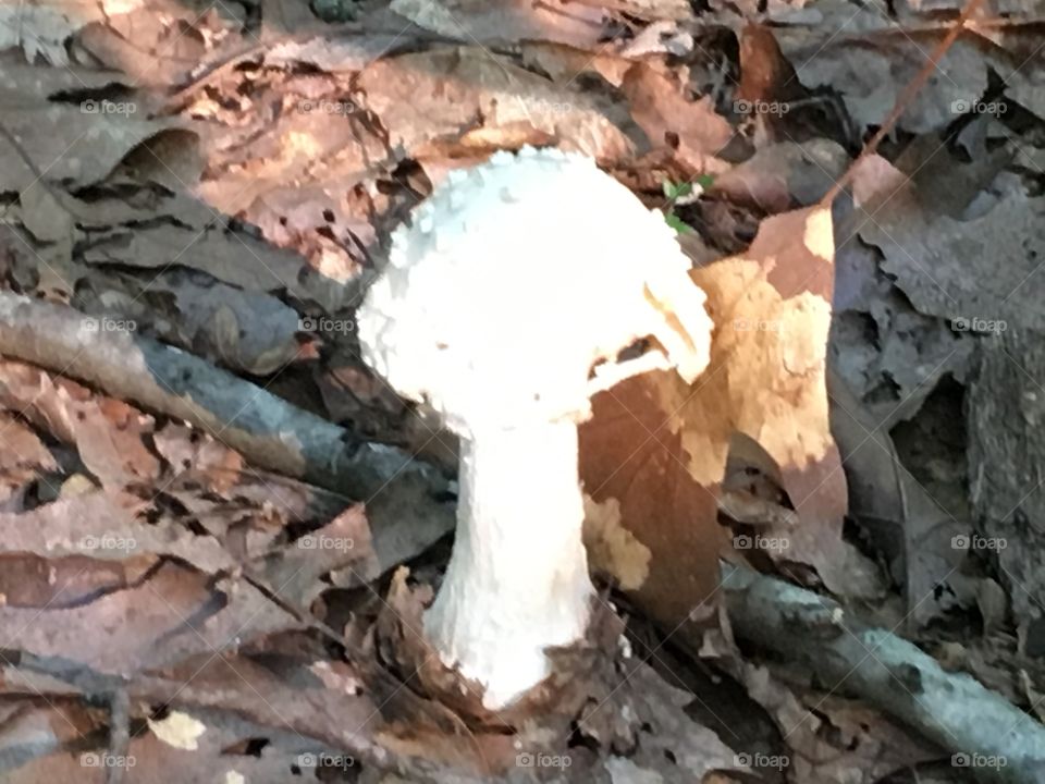 Fungus, No Person, Mushroom, Wood, Fall