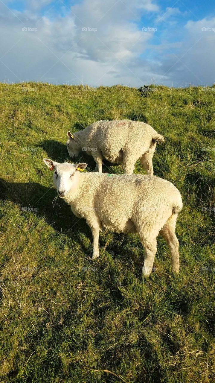 Sheeps looking at camera