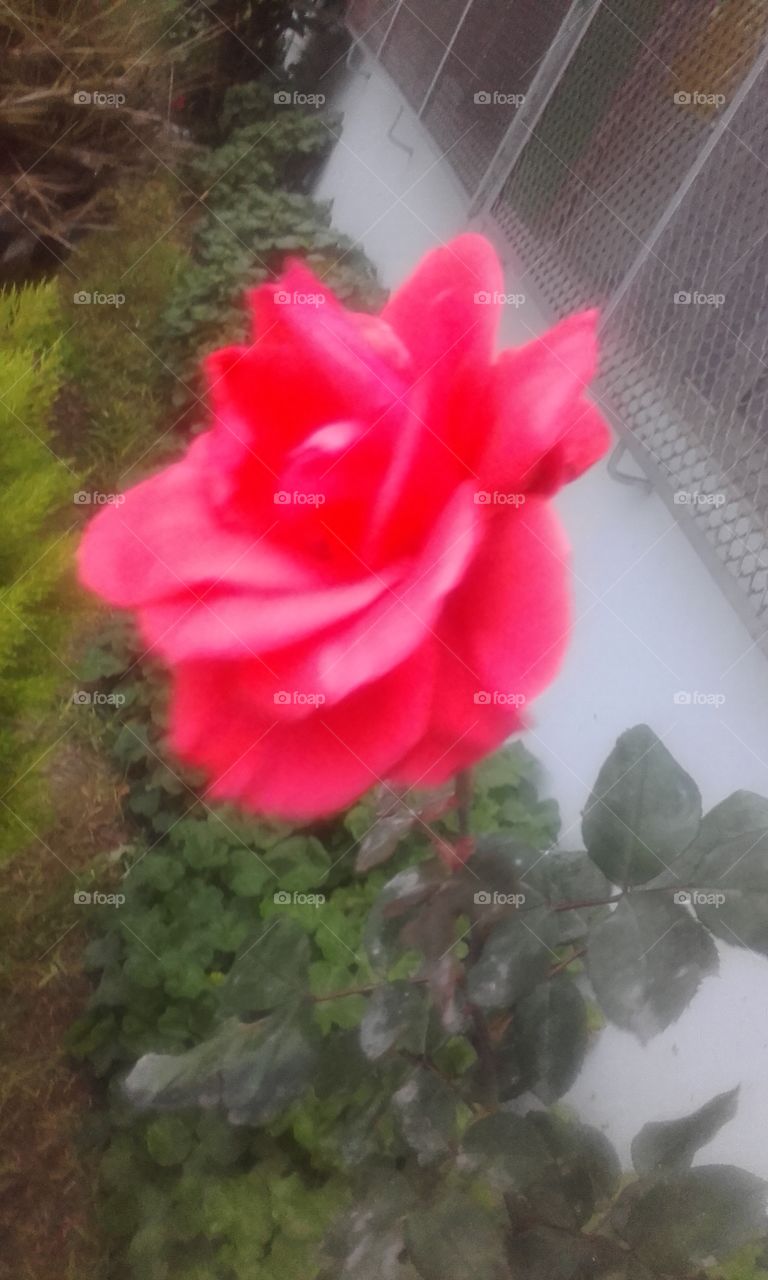 una rosa