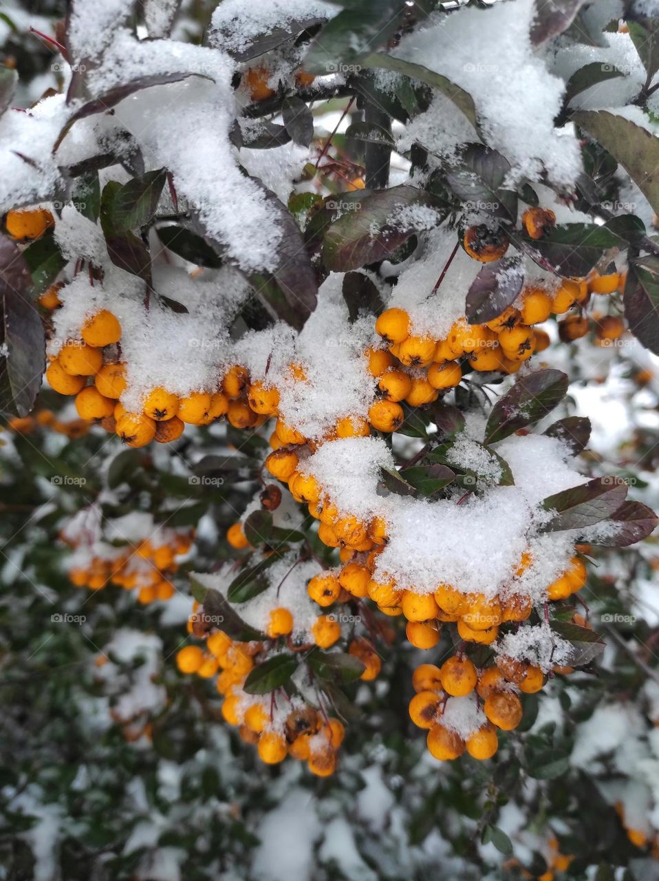 snowy orange berries