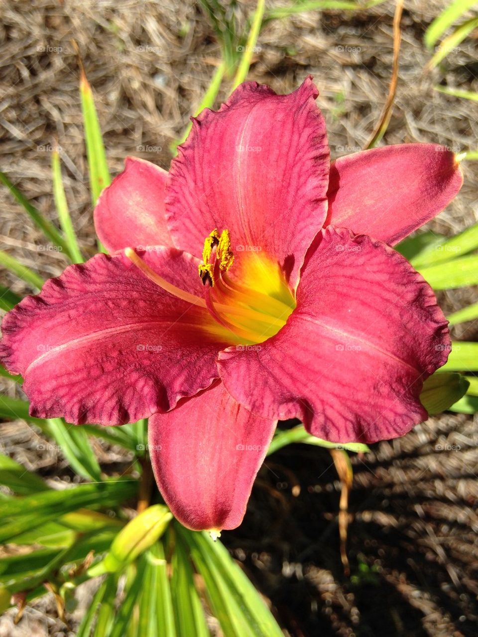 Elevated view of day lily flower