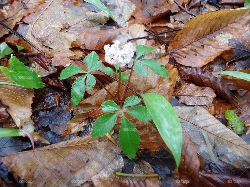 wild dwarf ginseng