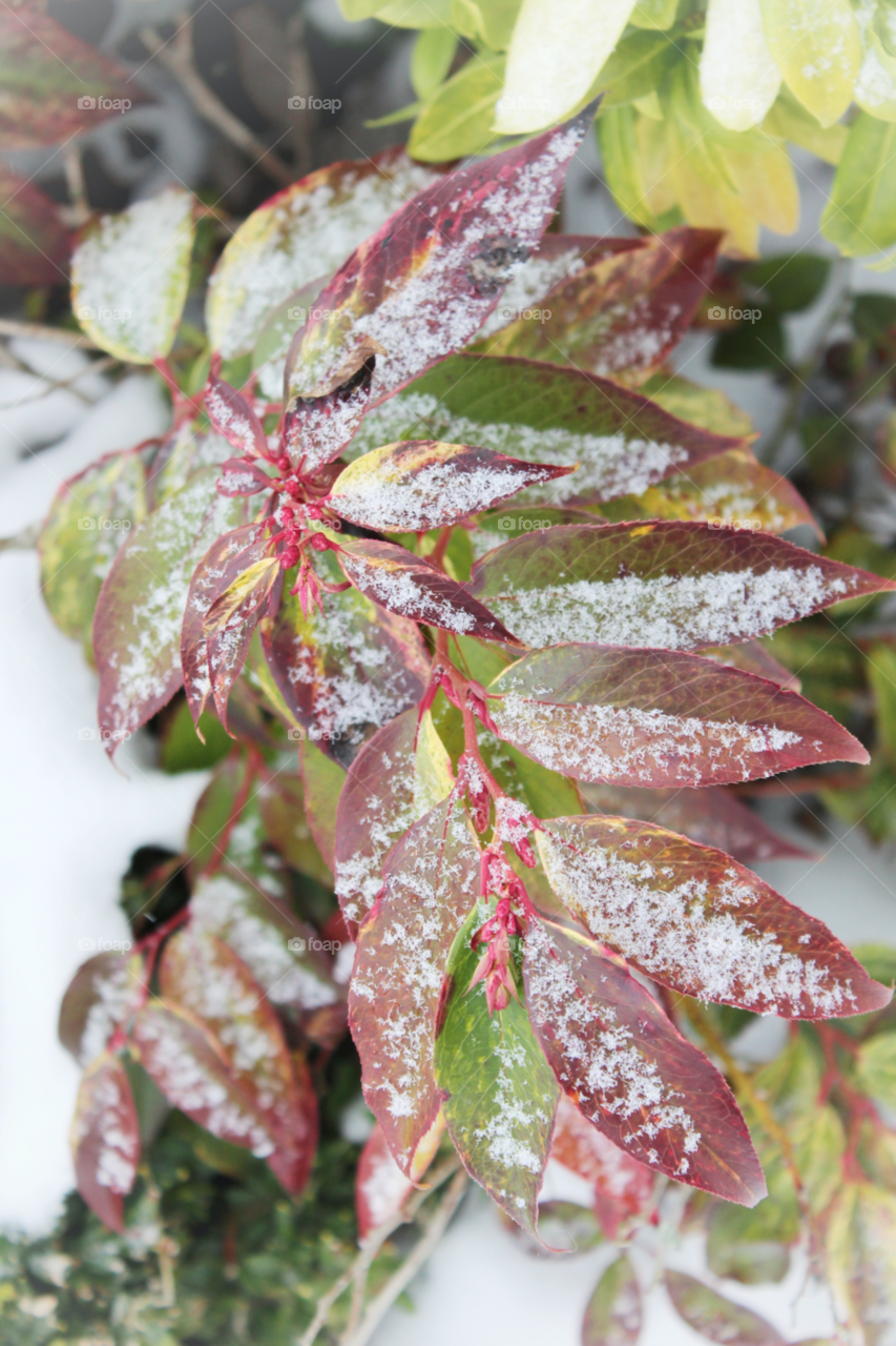 snow winter green red by twilite