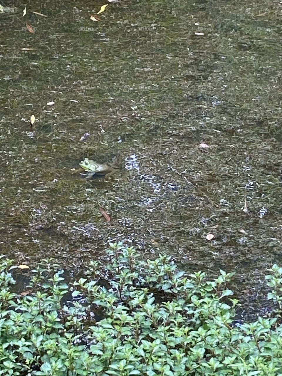 Frog poking his or her head out of a pond in a local park, Deep Cut Gardens in NJ. A beautiful tranquil place to walk. 