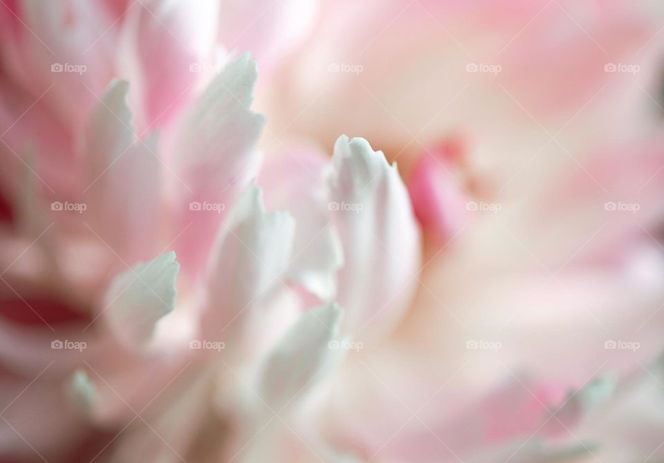 Macro photo of petal of pink tenderness flower. Abstract background.