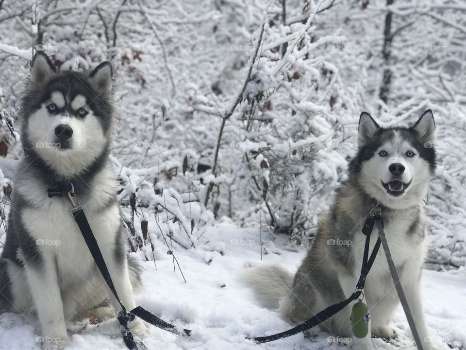 Huskies in the snow.