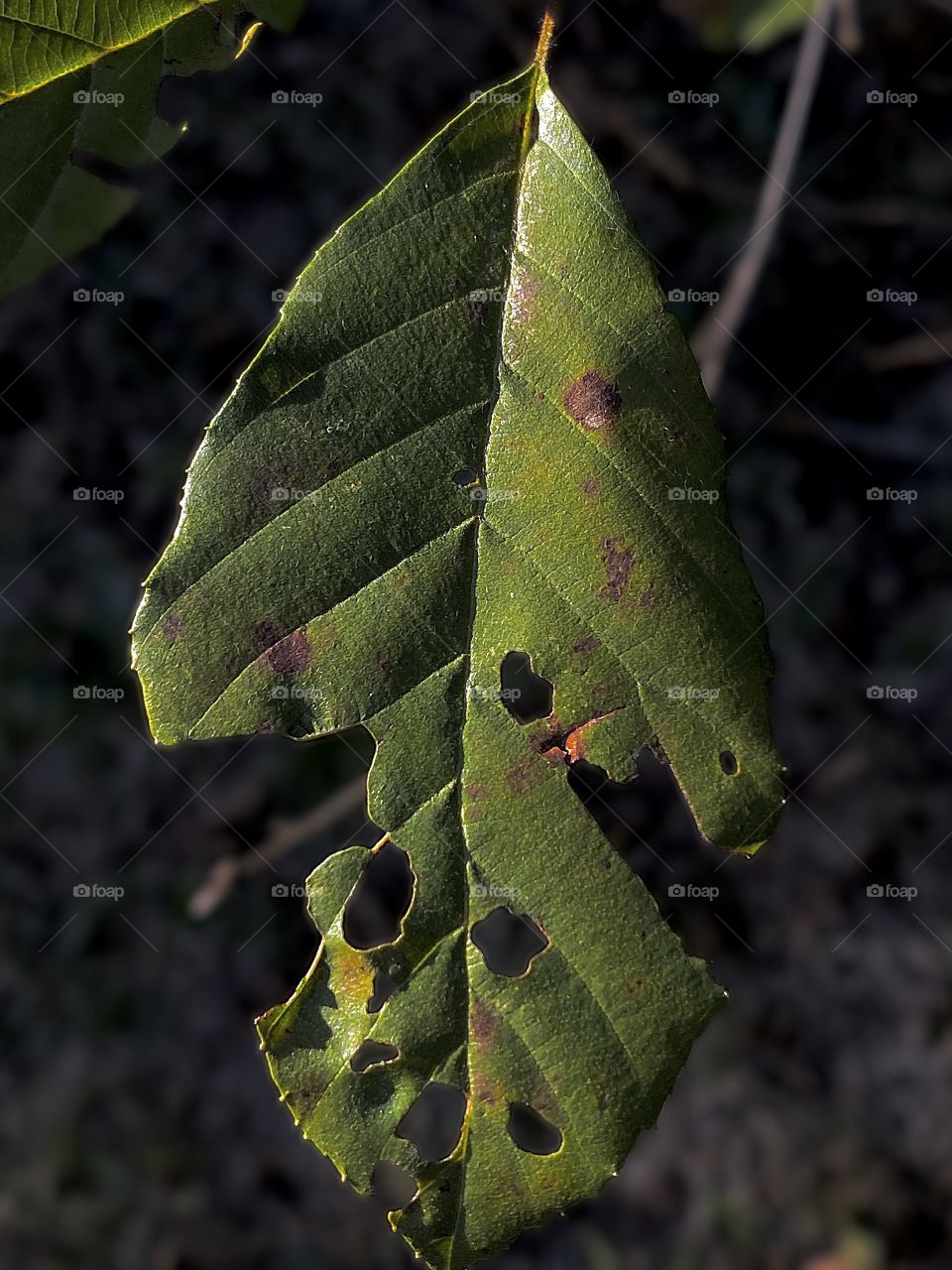 Leaf Damage 