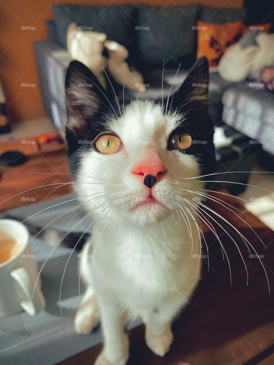 A retro-style closeup of a cute male kitten sitting on his work desk. He’s enjoying the sun and being curious about the camera in his face. 