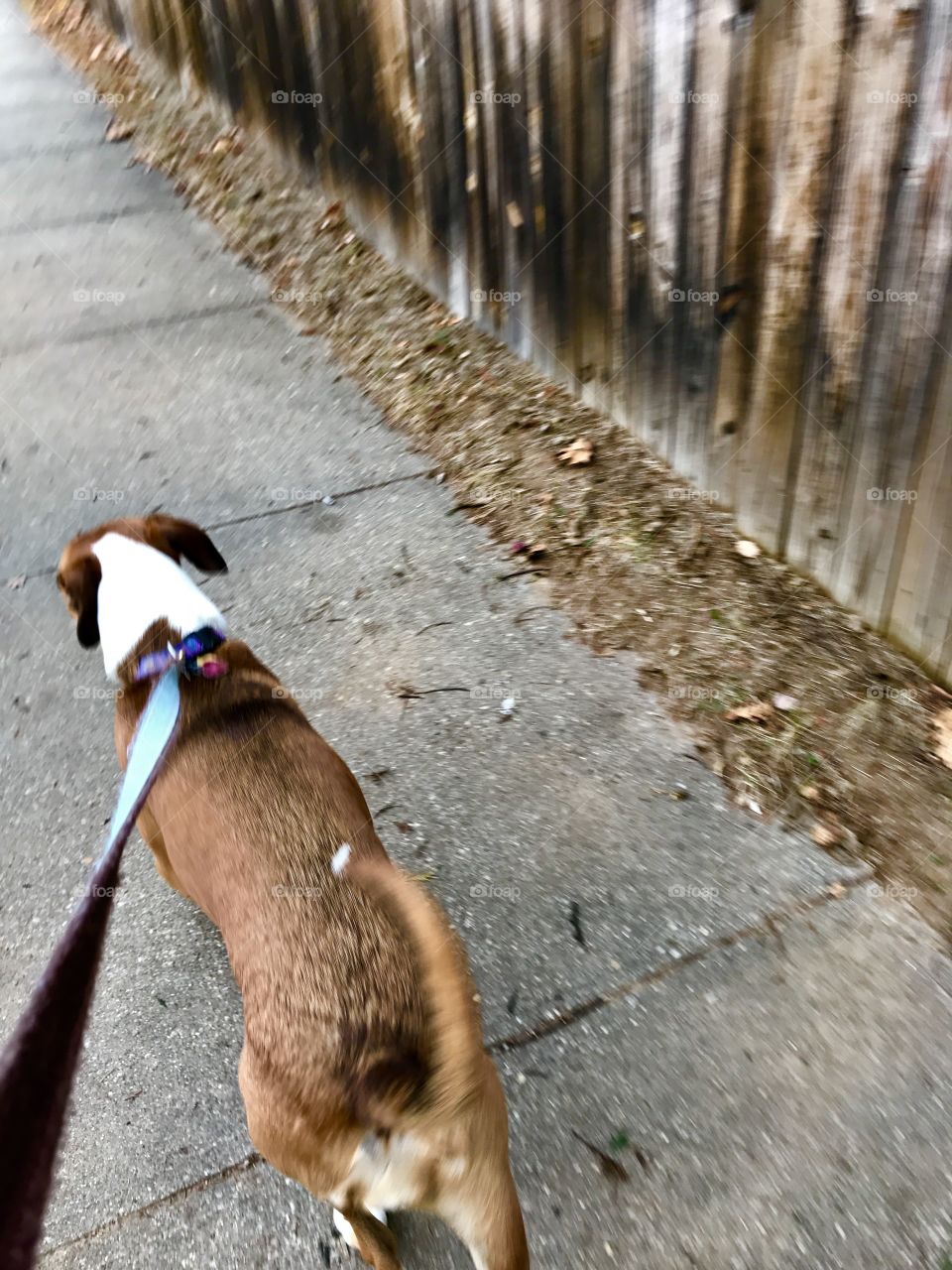 Walking Molly in Fredericksburg, VA