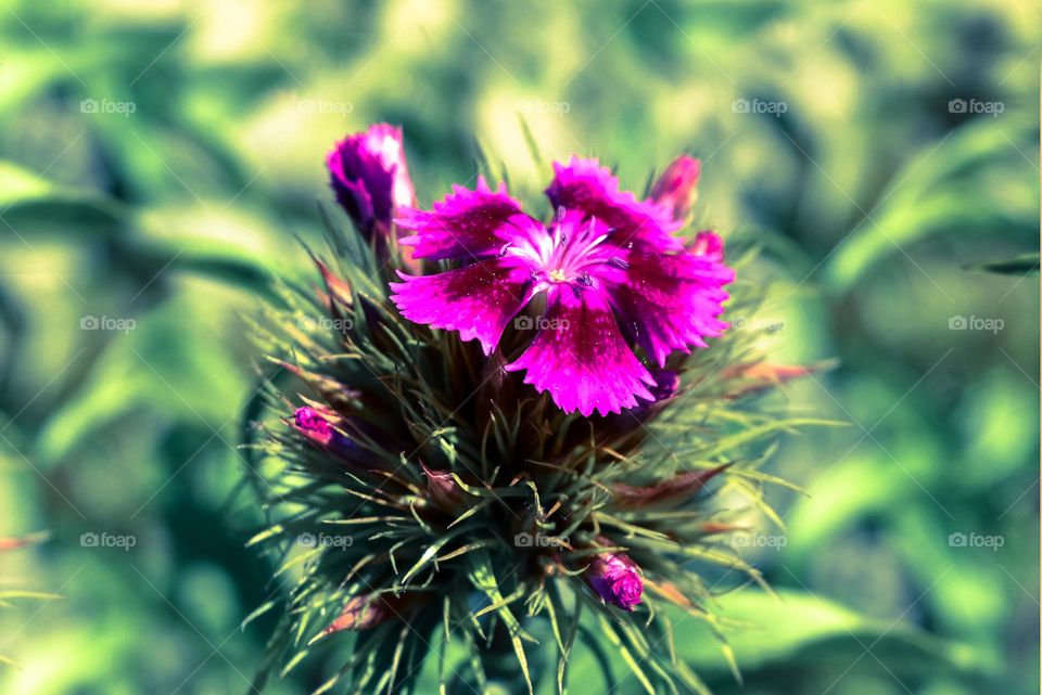 Purple Flower