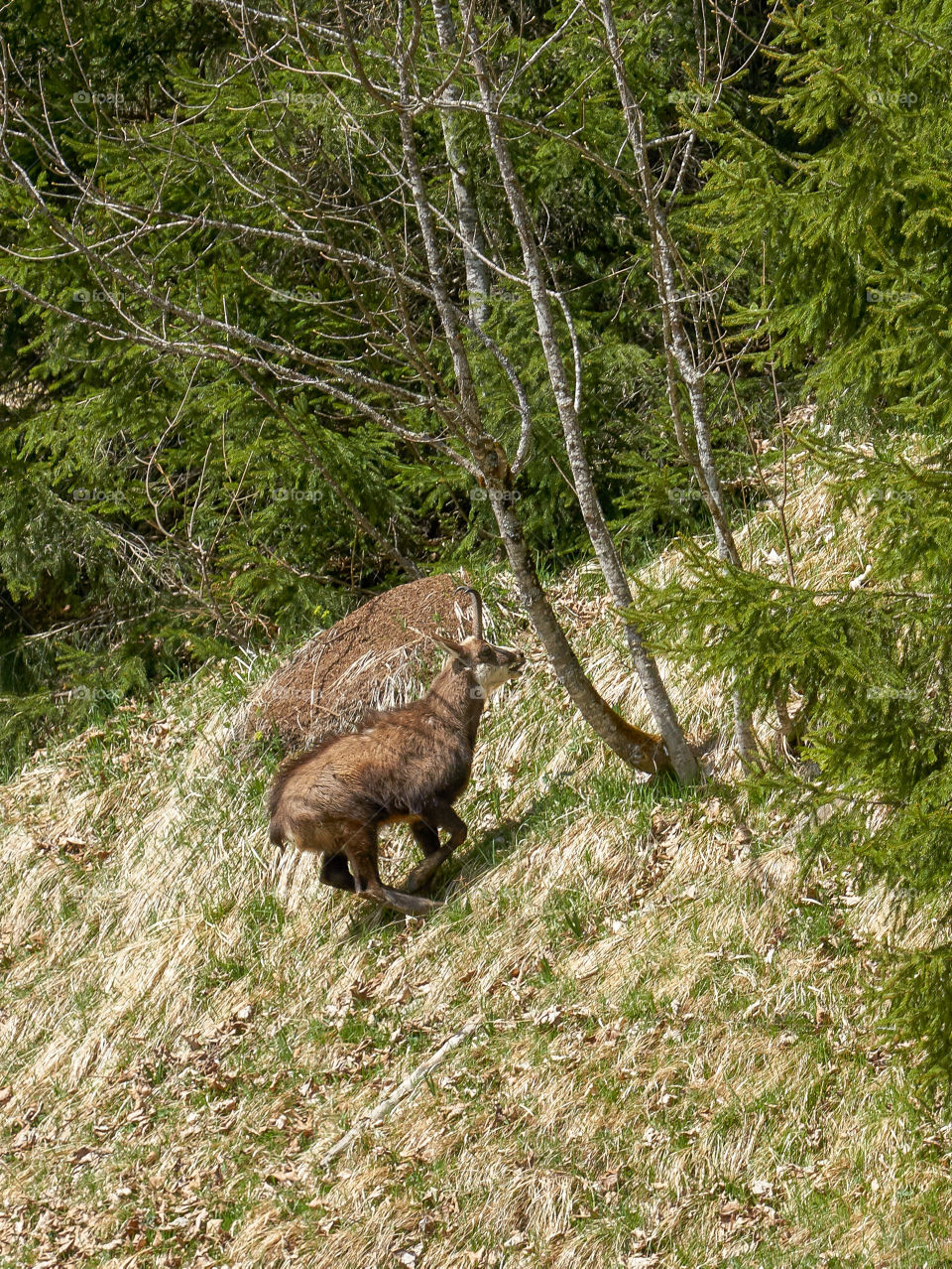 chamois