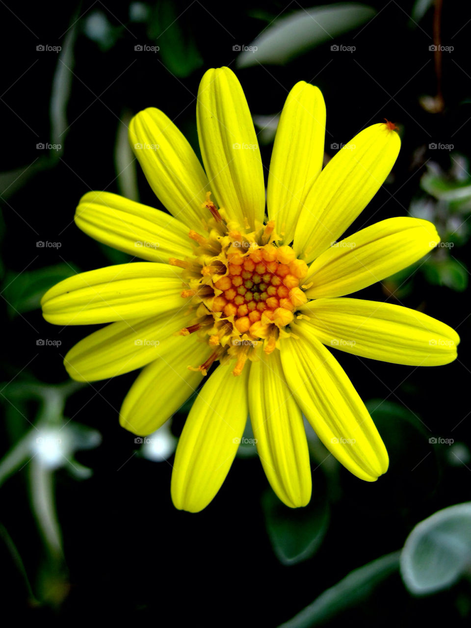Yellow dahlia