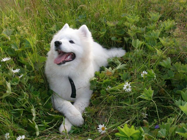 dog