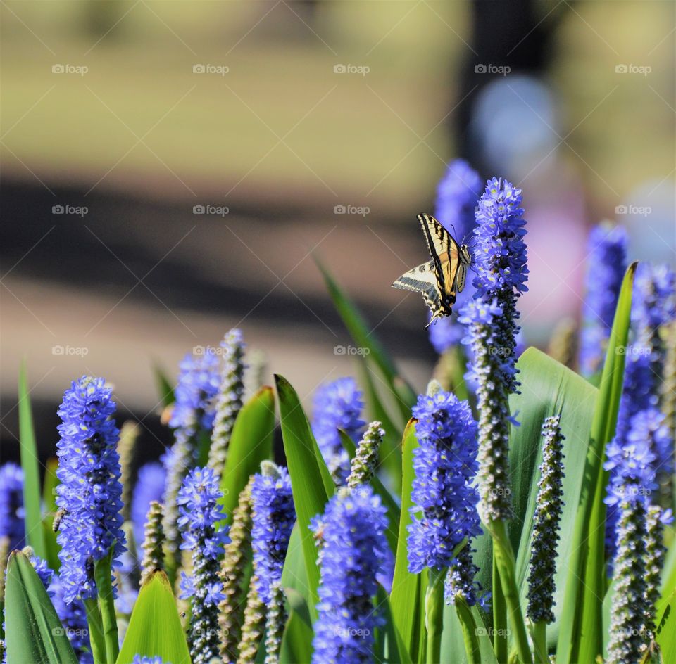 nature, butterfly resting on a blue flower.