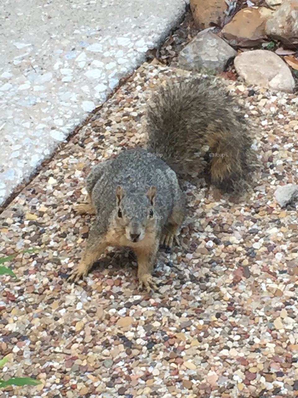Up close and personal with a squirrel in Dallas, TX. 