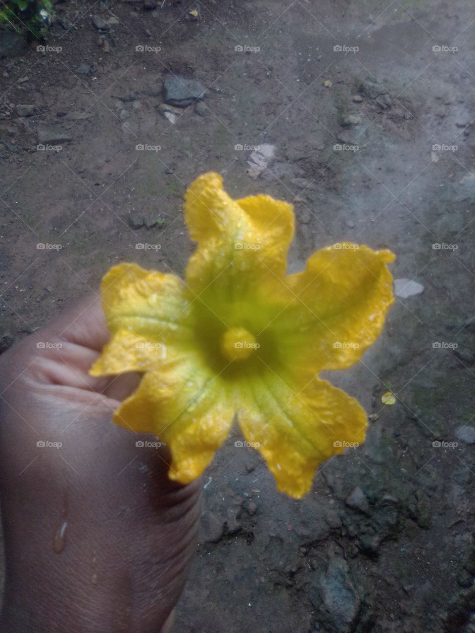 a flower