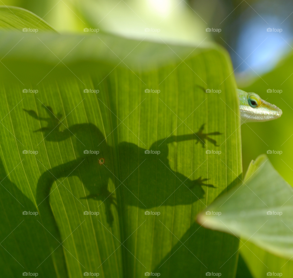 green shadow leaf lizard by lightanddrawing