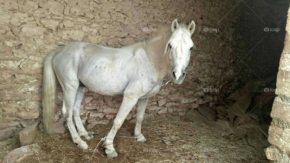 Beautiful white horse looking at my camera.