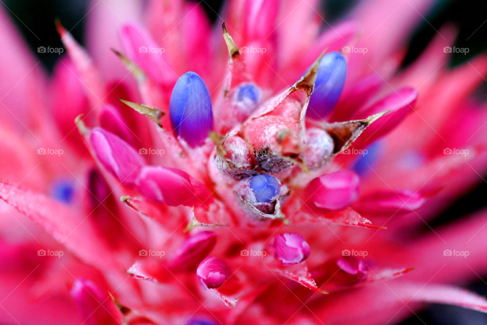 nature pink flower macro by hlehnerer