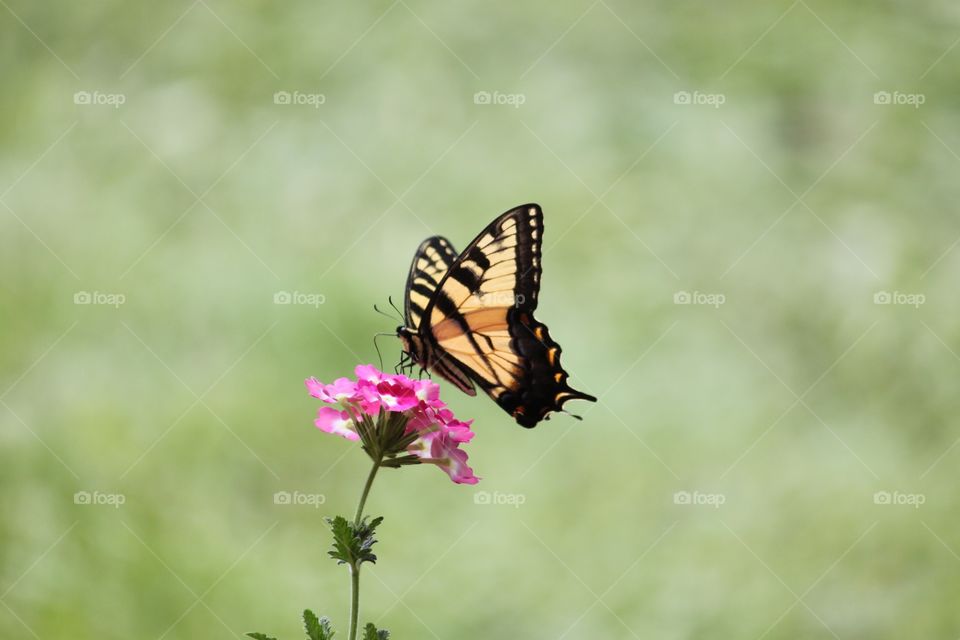 Butterfly with pink flower