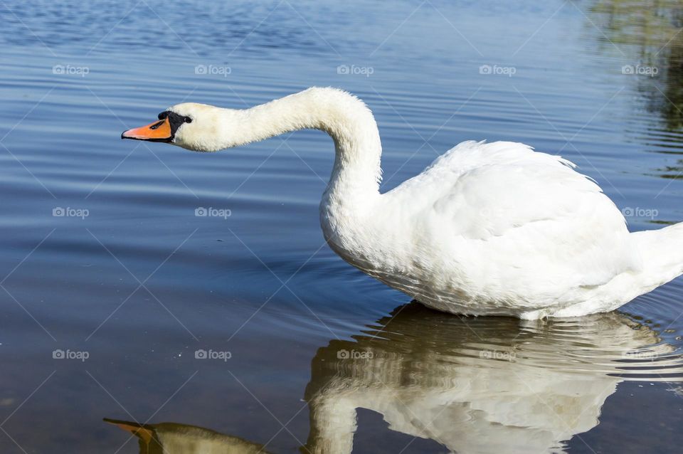 White Swan