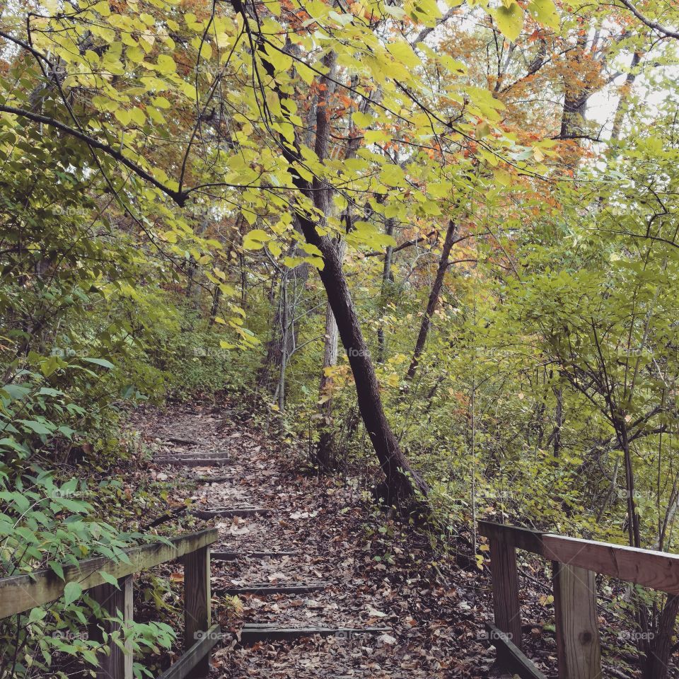 wooded path