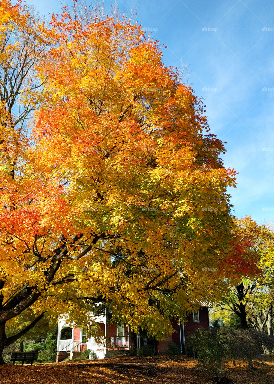 Mighty Oak in the Fall