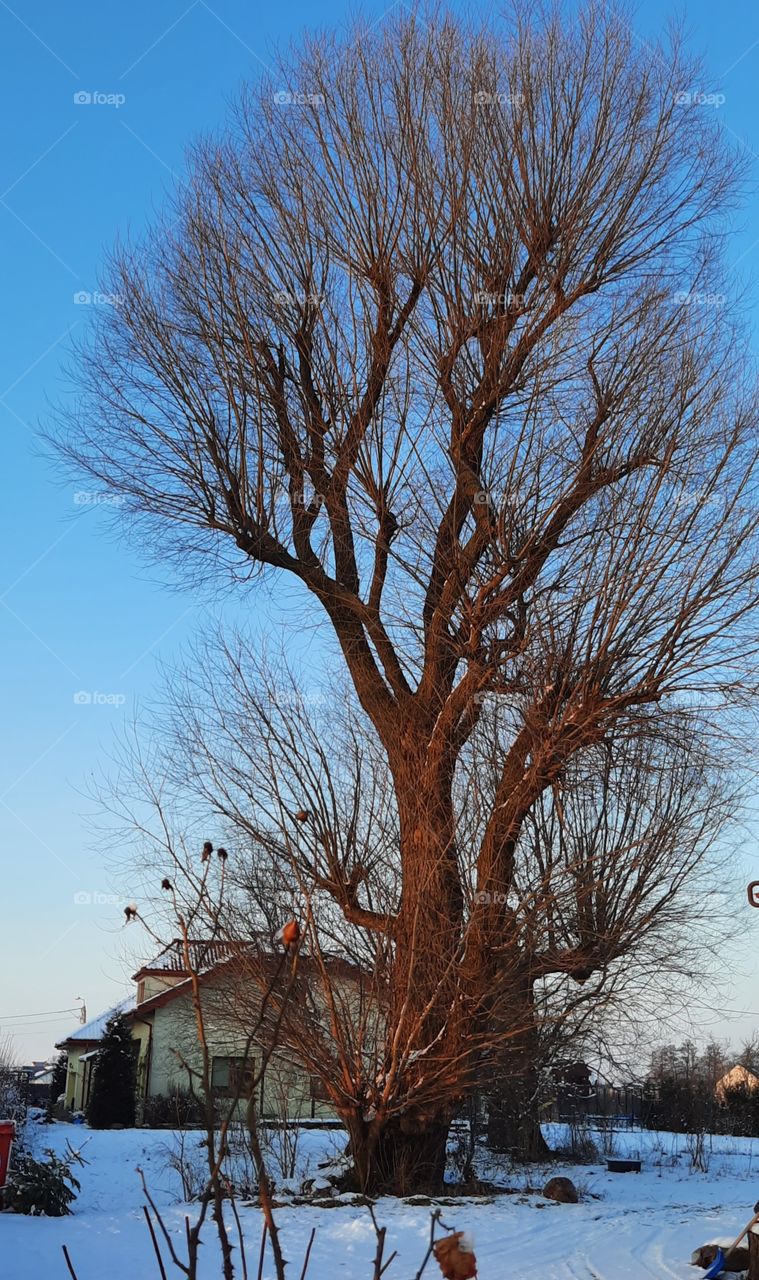 old willow tree in winter