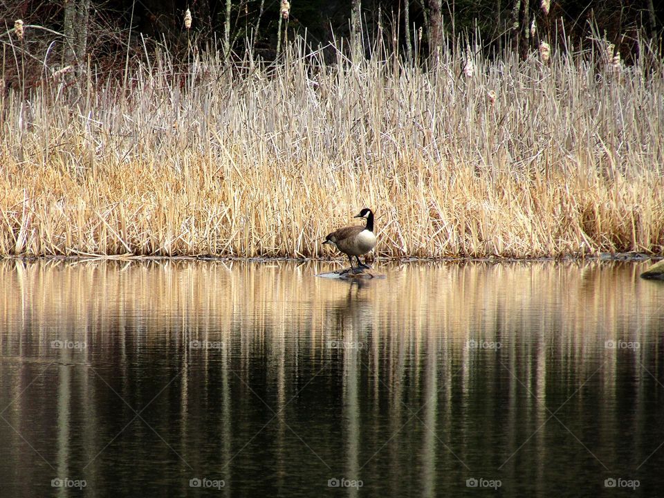 Goose on a lake in early April 