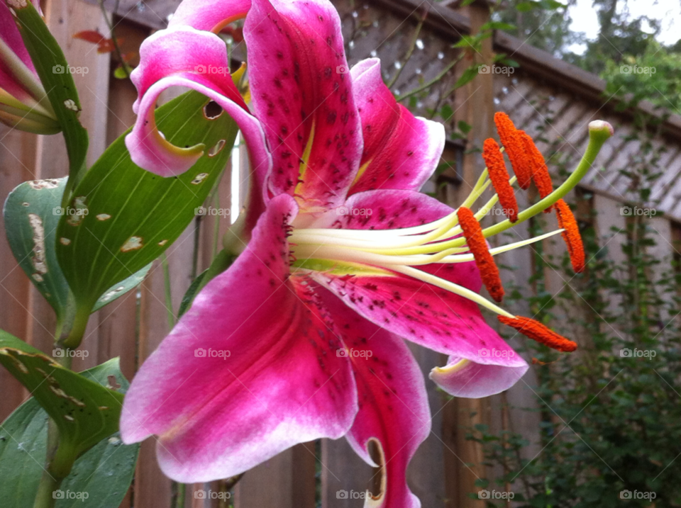 spring flower by dodgercraz