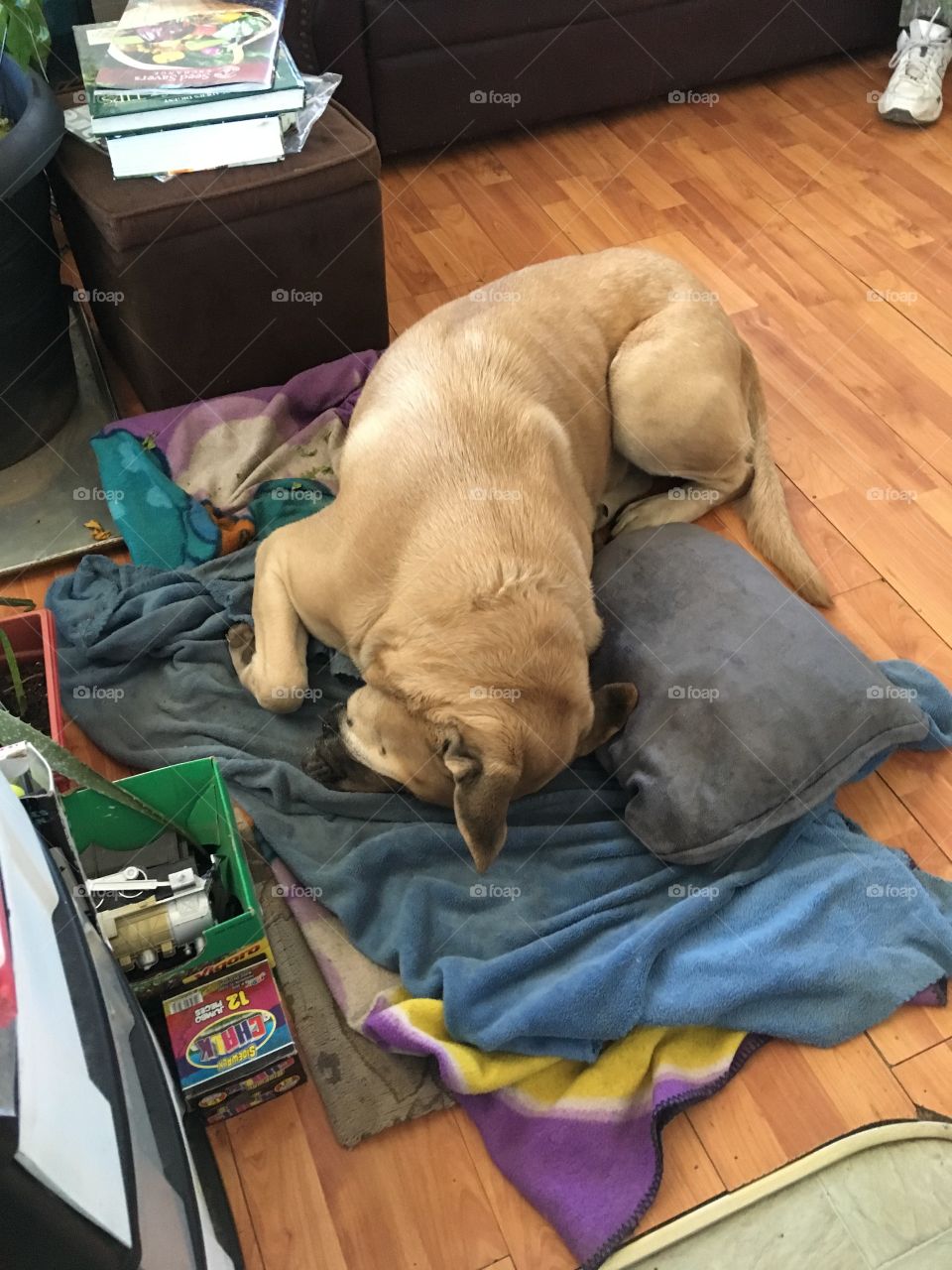 All twisted up. Bear my bull mastiff sleeping in one of his favorite positions. Silly dog