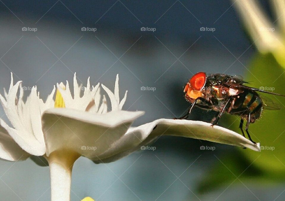 Fly and flower