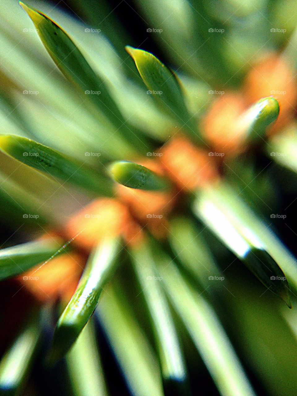 Pine needles 2