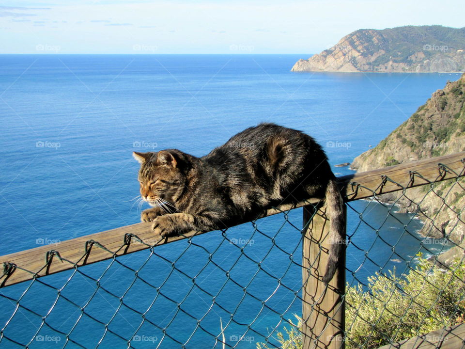 Cat balanced on sunny fence