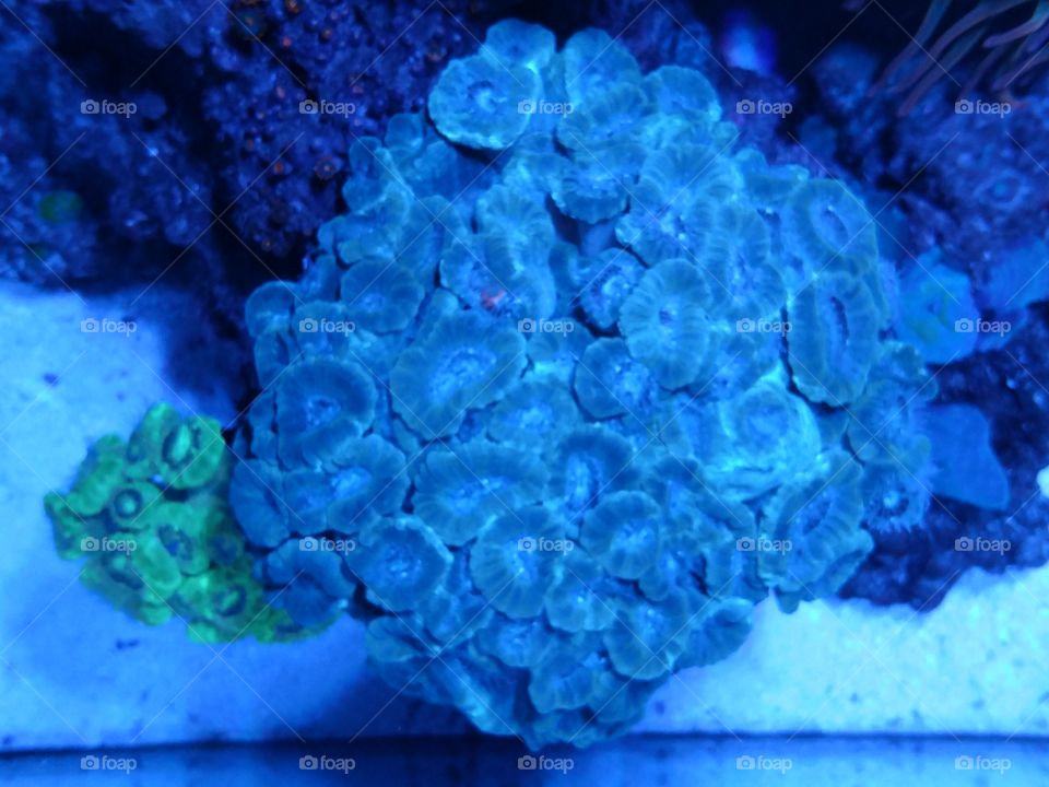 Top down Cobalt Candy Cane coral
