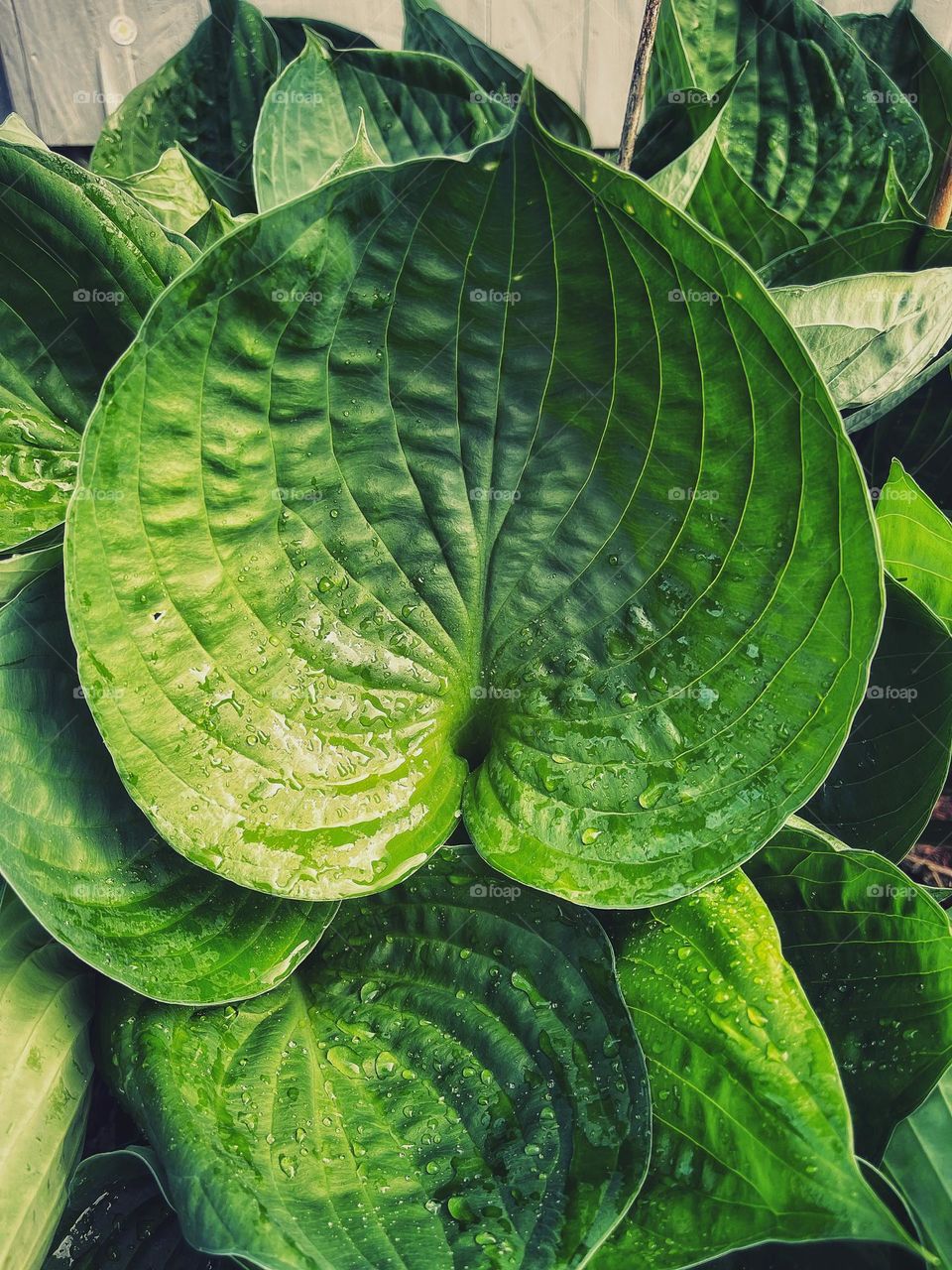 Big green hosta leaves 