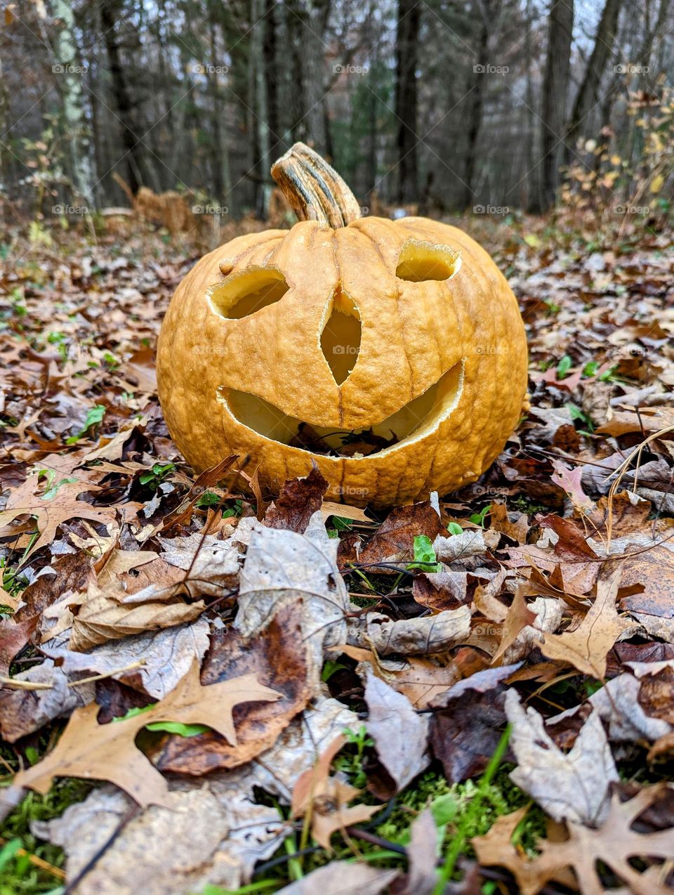 Spooky season carved pumpkin in the woods