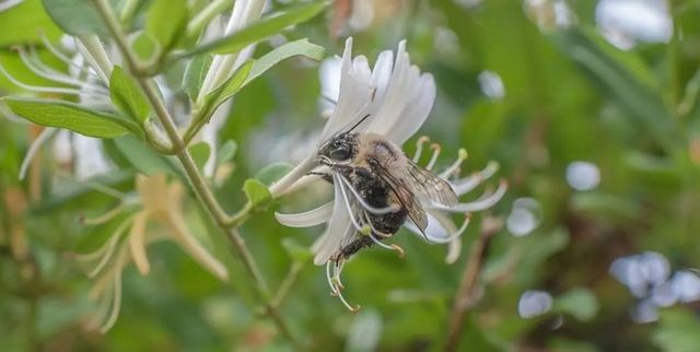 Busy bee