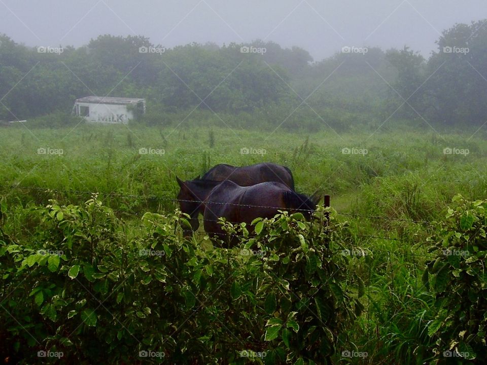 Horses on a Foggy Day in Maui
