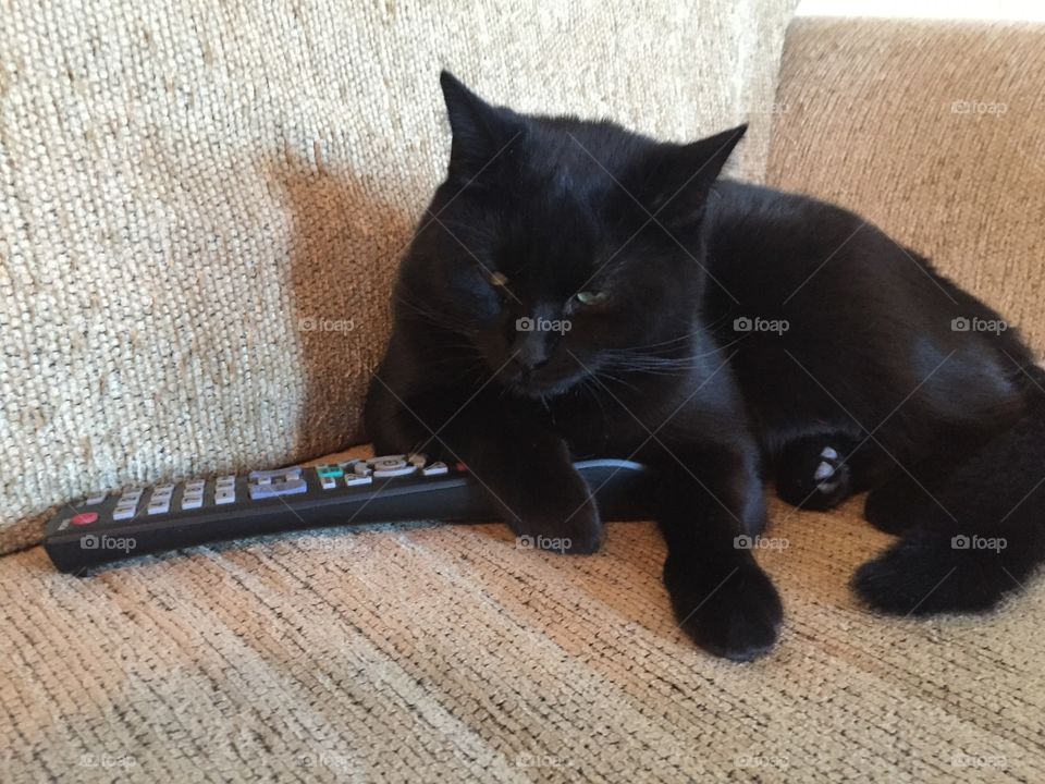 Cat controls the TV