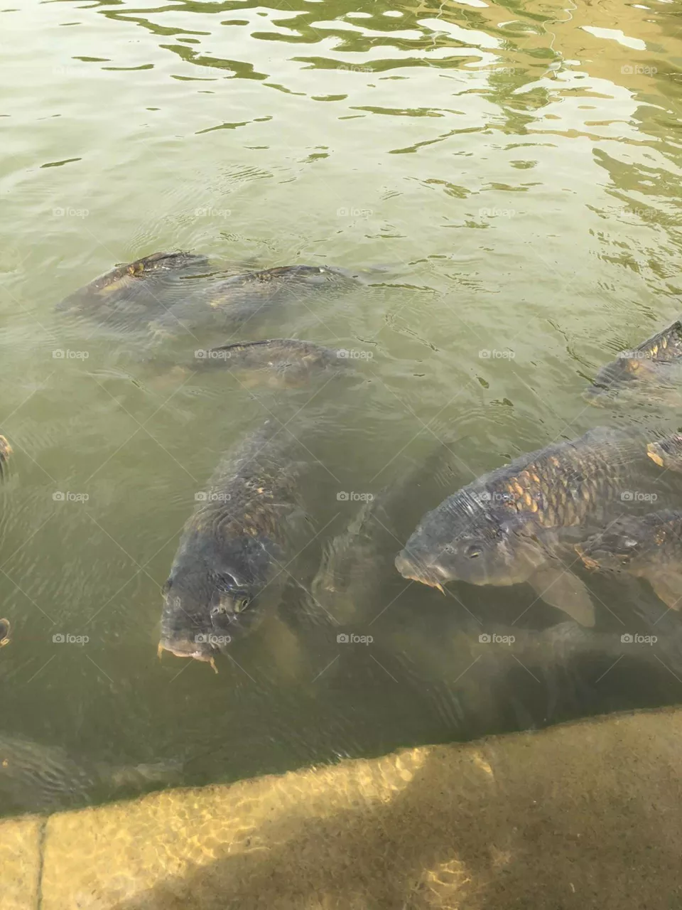 Fische