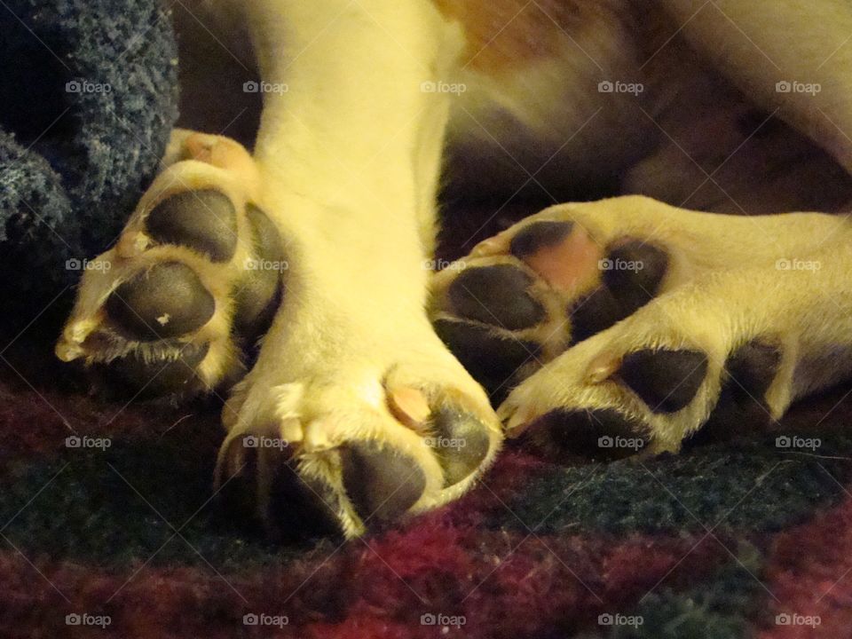 Paws