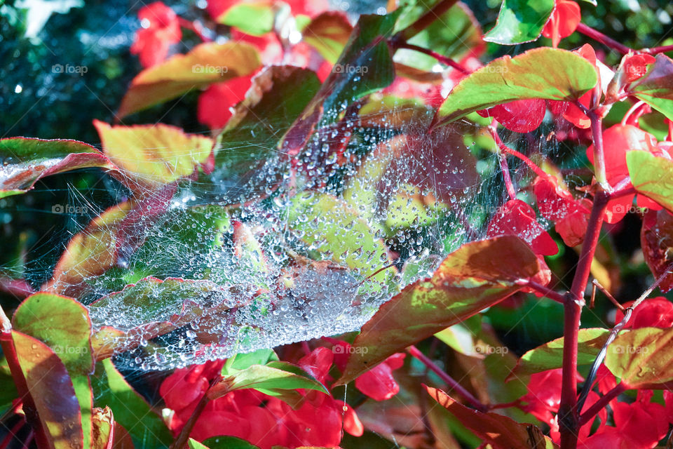 Raindrops trapped in a spider web in a flowerbed.