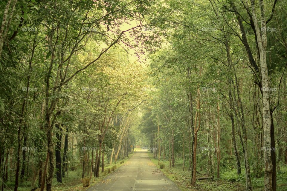 Road to forest landscape background 