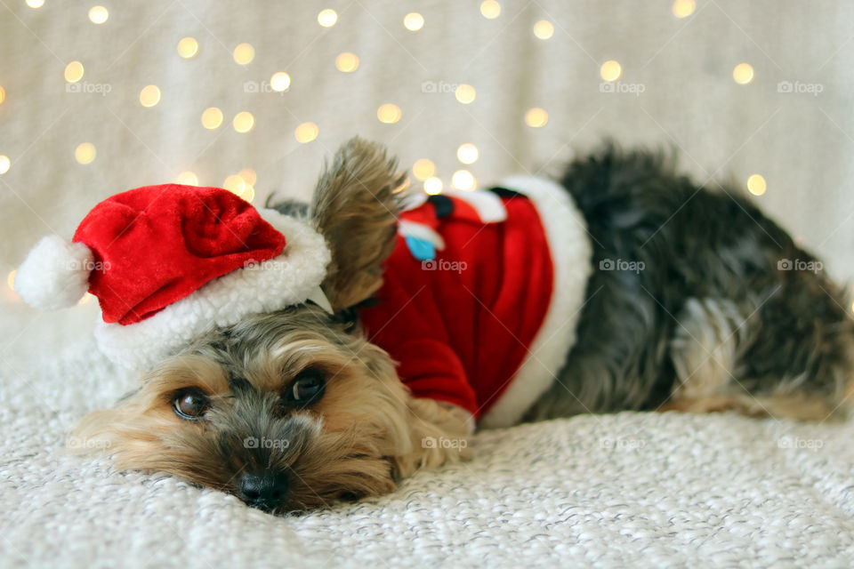 Yorkie Dog in Christmas